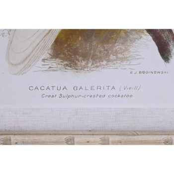 Tela DKD Home Decor 50 x 2,8 x 65 cm 50 x 65 x 2.8 cm Papagaio Cottage (4 Peças)
