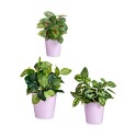 Conjunto de Vasos Ibergarden LINCE PQ - SMC Lilás Argila (6 Unidades)