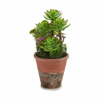 Pianta Decorativa Ibergarden XD16-849 Plastica Succulenta 16 x 23 x 16 cm (12 Unità)