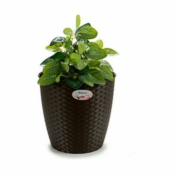 Plantador Stefanplast Plástico 29 x 26,5 x 29 cm (6 Unidades)