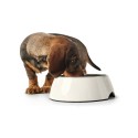 Comedouro para Cão Hunter Preto 1,4 L Melamina