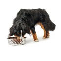 Ciotola per cani Hunter Silicone Acciaio inossidabile 2,6 L