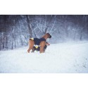 Arnês para Cães Julius K9 IDC L/XL 2