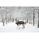 Cappotto per Cani Dog Gone Smart Nero 55 cm
