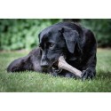 Mordedor para cão Nylabone Castanho Manteiga de amendoim XL