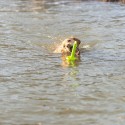Jouet pour chien Trixie 29 cm