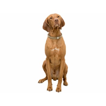 Hundehalsband Trixie BE NORDIC Sand XS/S 30 cm