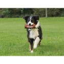 Jouet pour chien Trixie Marron Toile Ø 8 × 20 CM