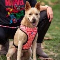 Imbracatura per Cani Marvel Reversibile