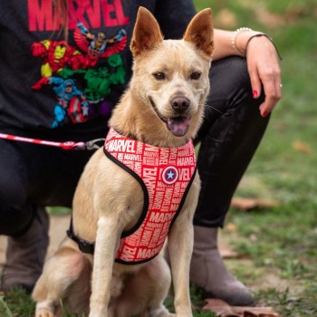 Imbracatura per Cani Marvel Reversibile