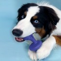 Os Nylabone Bleu Bacon L
