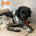 Osso Nylabone Castanho Bacon L