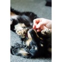 Knochen Nylabone Braun Bacon XS 2 Stück