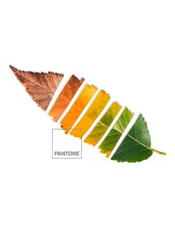 Copripiumino Leaf Pantone