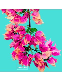 Juego de Sábanas Bugnavilla Pantone