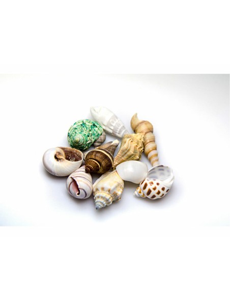 Conchas Akvastabil Sea