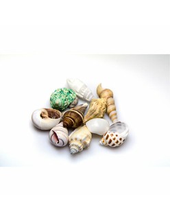 Conchas Akvastabil Sea