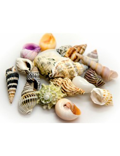 Conchas Akvastabil Sea