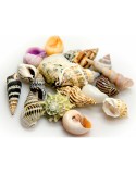 Conchas Akvastabil Sea