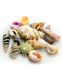 Conchas Akvastabil Sea
