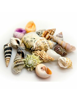 Conchas Akvastabil Sea