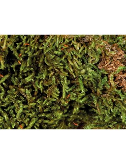 Substrate Trixie 200 gr Moss
