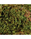 Substrate Trixie 200 gr Moss