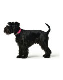 Dog collar Hunter Convenience Pink Size M/L (42-50 cm)