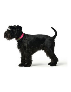 Dog collar Hunter Convenience Pink Size M/L (42-50 cm)