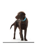 Dog collar Hunter Convenience Turquoise (38-46 cm)
