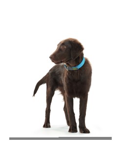 Dog collar Hunter Convenience Turquoise (38-46 cm)