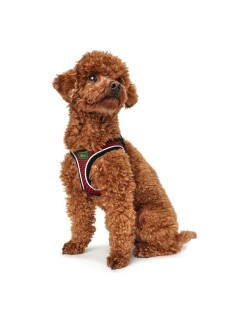 Dog Harness Hunter Hilo-Comfort XS-S Red (37-42 cm)