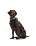 Coleira para Cães Hunter Convenience 47-55 cm L Turquesa