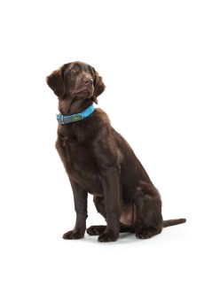 Coleira para Cães Hunter Convenience 47-55 cm L Turquesa
