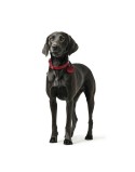 Coleira para Cães Hunter Aalborg Vermelho S 32-38 cm