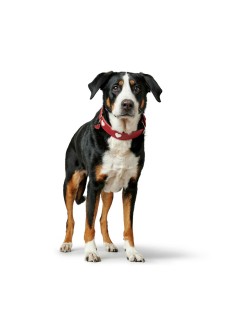 Coleira para Cães Hunter Love M/L 47-54 cm Vermelho