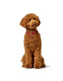 Coleira para Cães Hunter Love M/L 47-54 cm Vermelho