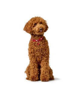 Coleira para Cães Hunter Love M/L 47-54 cm Vermelho