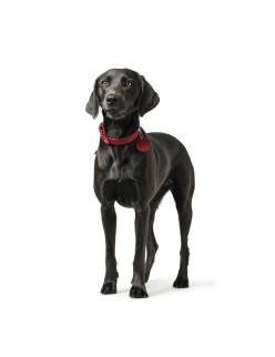 Coleira para Cães Hunter Aalborg Vermelho M 38-47 cm