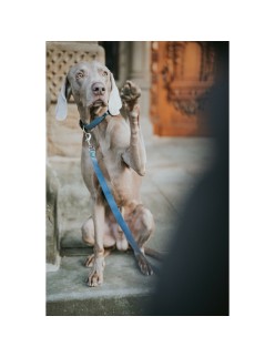 Trela para Cães Hunter Azul 100 cm