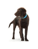 Collar para Perro Hunter Convenience Turquesa (42-50 cm)