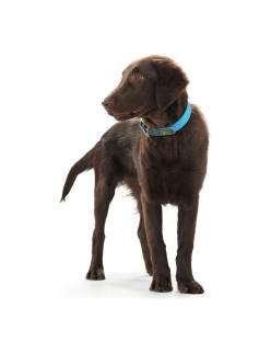 Collare per Cani Hunter Convenience Turchese (42-50 cm)