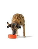 Ciotola per cani Hunter OSBY Orange