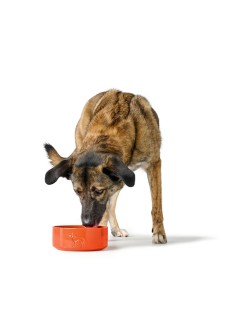 Ciotola per cani Hunter OSBY Orange