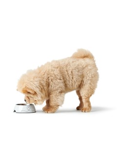 Comedero para Perro Hunter Valencia Blanco 700 ml