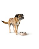 Comedero para Perro Hunter LUTON 160 ml