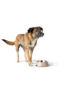 Comedero para Perro Hunter LUTON 160 ml