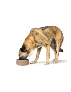 Comedero para Perro Hunter OSBY