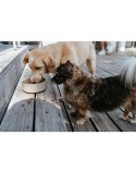 Dog Feeder Hunter OSBY