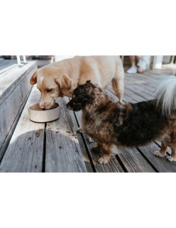 Comedero para Perro Hunter OSBY